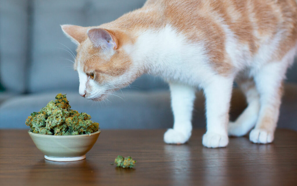 The Science behind Giving CBD & Cannabis to Cats and Dogs